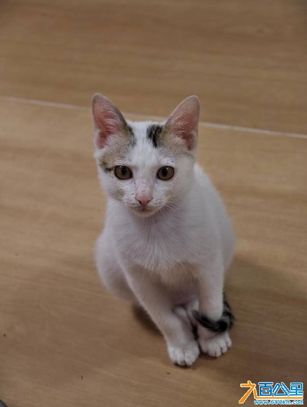 wechat_upload17674921706959ca4aae257