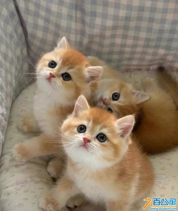 wechat_upload17682023166964a04c9b4e3