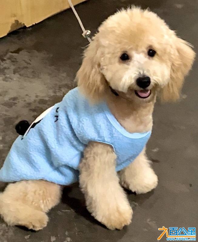 wechat_upload176923435469745fb2589d9