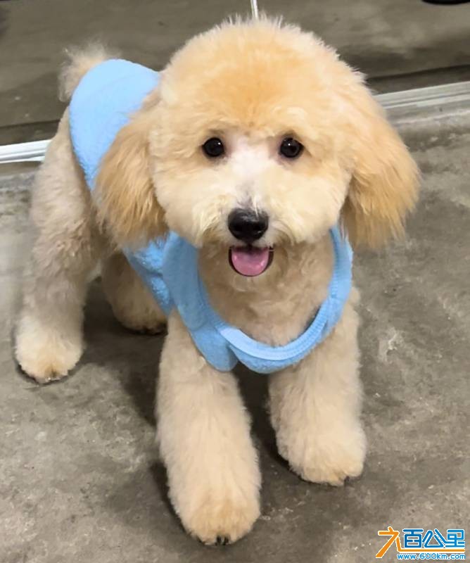 wechat_upload176923435569745fb349839