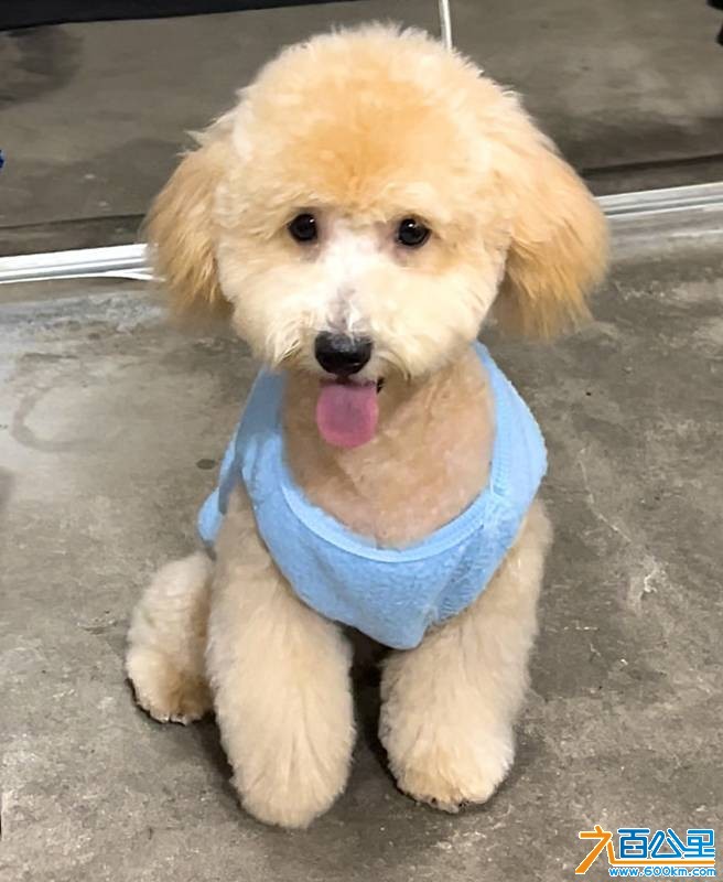 wechat_upload176923435669745fb435ca1