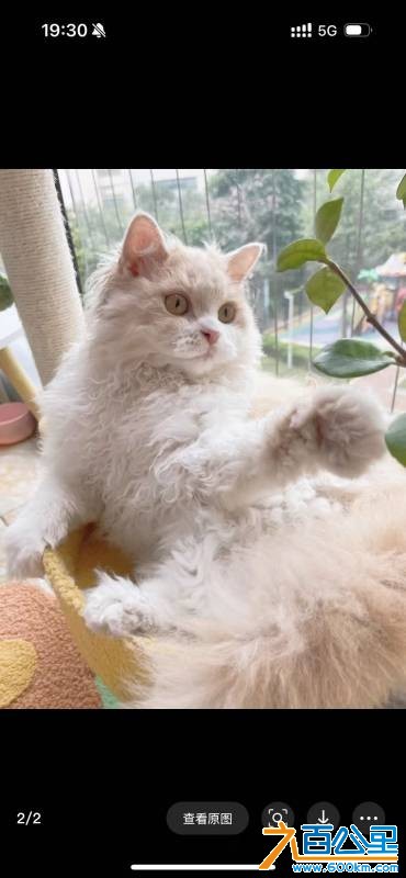 wechat_upload177264153269a85cfc6eca0