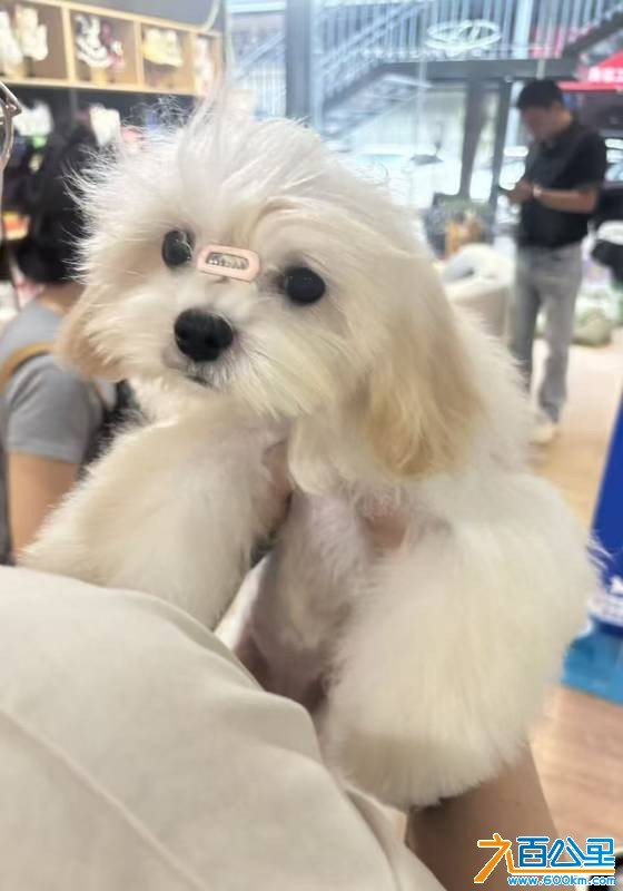wechat_upload17793224286a0e4e3cd0042