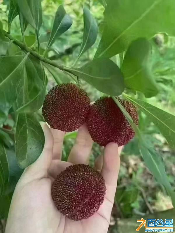 wechat_upload17805396066a20e0d68fca5